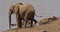 African Elephant, loxodonta africana, Adult standing at River with Warthogs, Samburu Park in Kenya,