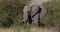 African elephant, loxodonta africana, adult walking through savannah, Eating Bush, Masai Mara Park in Kenya, Real Time