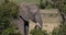 African elephant, loxodonta africana, adult walking through savannah, eating bush, Masai Mara Park in Kenya, Real Time