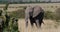 African elephant, loxodonta africana, adult walking through savannah, eating grass, Masai Mara Park in Kenya, Real Time