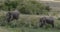 African Elephant, loxodonta africana, Adults entering Swamp, Masai Mara Park in Kenya, Real Time