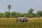 African elephant loxodonta africana browsing in Okavango grassland, blue sky