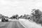 African elephant, Loxodonta africana, crossing a road. Monochrome