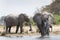 African Elephant Loxodonta africana drinking in small pond