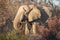 African elephant ( Loxodonta Africana) in early morning light, Etosha National Park, Namibia.