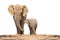 African elephant - Loxodonta africana family.
