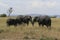 African elephant, Loxodonta africana, family grazing in savannah in sunny day. Massai Mara Park, Kenya, Africa.