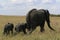 African elephant, Loxodonta africana, family grazing in savannah in sunny day. Massai Mara Park, Kenya, Africa.