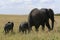 African elephant, Loxodonta africana, family grazing in savannah in sunny day. Massai Mara Park, Kenya, Africa.