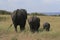 African elephant, Loxodonta africana, family grazing in savannah in sunny day. Massai Mara Park, Kenya, Africa.