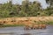 African Elephant, loxodonta africana, Female with Calf crossing River, Samburu Park in Kenya