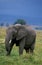 African Elephant, loxodonta africana, Female, Masai Mara Park in Kenya