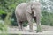 African elephant or Loxodonta africana full length portrait in relaxing pose