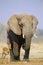 African Elephant (Loxodonta Africana) and Gazelle on savannah
