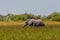 African elephant loxodonta africana grazing in Okavango grassland, blue sky