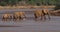 African Elephant, loxodonta africana, Group crossing River, Samburu Park in Kenya,