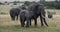 African elephant, loxodonta africana, group in the savannah, eating grass, Masai Mara Park in Kenya, Real Time