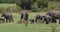 African Elephant, loxodonta africana, Group in Savannah, Masai Mara Park in Kenya,