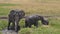 African Elephant, loxodonta africana, Group standing in Swamp, Calf, Having Bath, Masai Mara Park in Kenya