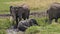 African Elephant, loxodonta africana, Group standing in Swamp, Calf, Having Bath, Masai Mara Park in Kenya ,