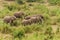African Elephant (Loxodonta africana) herd moving through long grass, taken in South Africa