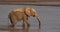 African Elephant, loxodonta africana, Male drinking at River, Samburu Park in Kenya,