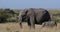 African elephant, loxodonta africana, mother and calf suckling, Masai Mara Park in Kenya, Real Time