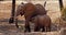 African Elephant, loxodonta africana, Mother and Calf Suckling, Samburu Park in Kenya,