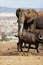 African elephant (Loxodonta africana) near African buffalos (Syncerus caffer) in Lewa Conservancy