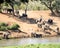 African elephant Loxodonta africana rushing to the river to drink in a cloud of dust.