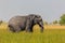 African elephant loxodonta africana walking in Okavango grassland, blue sky