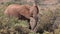African Elephant, loxodonta africana, Young walking through Savanna, Masai Mara Park in Kenya,