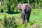 African elephant or Loxodonta cyclotis in nature