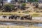 African elephant (Loxodonta) at the Serengeti national park, Tanzania. Wildlife photo