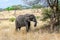African elephant (Loxodonta) at the Serengeti national park, Tanzania. Wildlife photo