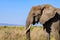 African elephant (Loxodonta) at the Serengeti national park, Tanzania. Wildlife photo