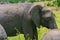 African elephant, Maasai Mara Game Reserve, Kenya