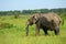 African elephant, Maasai Mara Game Reserve, Kenya