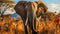 African Elephant Majesty Wildlife Safari in the Savannah, Capturing the Essence of Nature\\\'s Giants,Generative Ai