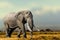 African Elephant, Masai Mara National Park, Kenya.