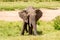 African elephant in Masai Mara National Park. Kenya, Africa