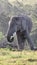 African Elephant Matriarch