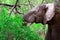 African elephant in Mole National Park