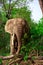 African elephant in Mole National Park