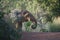 African elephant in Mole National Park, Ghana