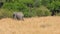 African Elephant Mom Covers Her Baby And Goes On The Savannah Near The Bushes