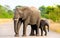 African Elephant Mother & Calf, South Africa