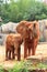 African elephant mother with her baby