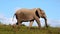 African Elephant on the Move