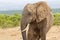 African elephant with a muddy face